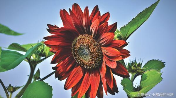 高钾血症的原因表现及处理,高钾血症心电图特征性表现