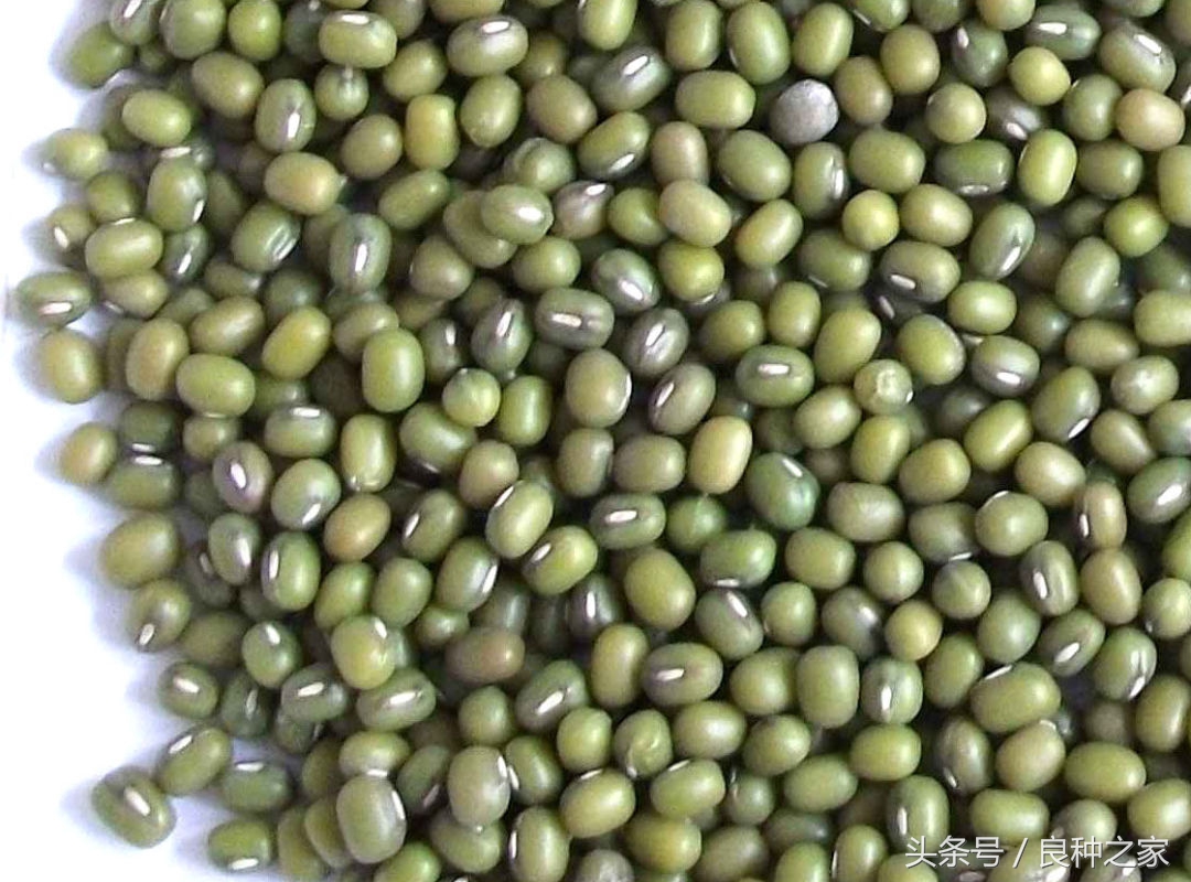 餐桌上常见的本土作物是什么,10种常见的粮食作物