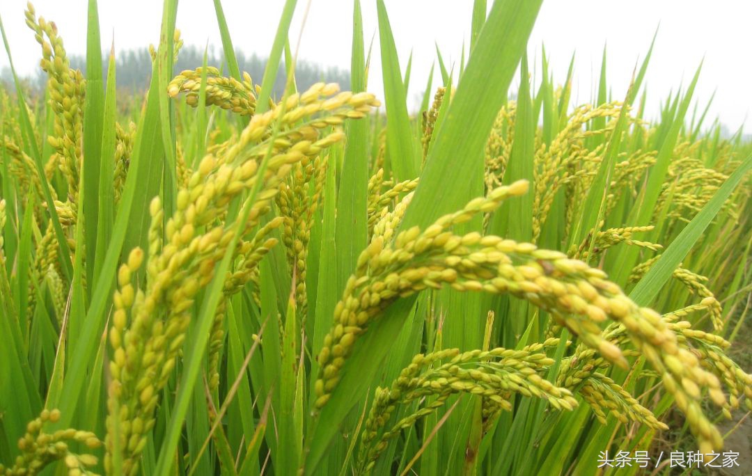 餐桌上常见的本土作物是什么,10种常见的粮食作物