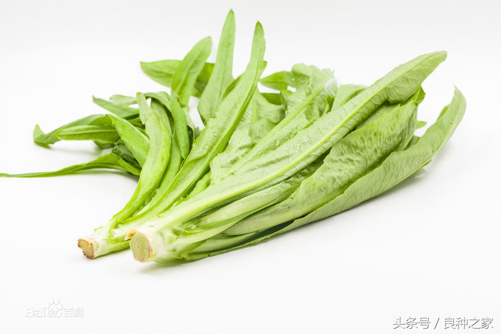 餐桌上常见的本土作物是什么,10种常见的粮食作物