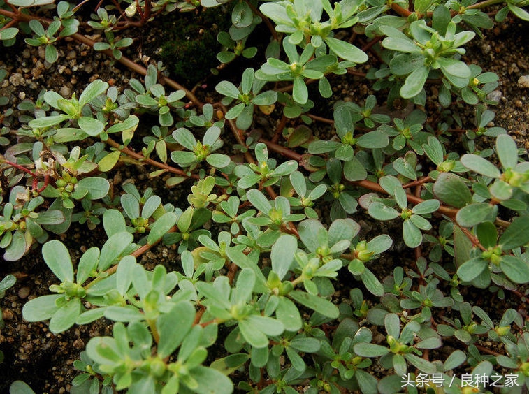 餐桌上常见的本土作物是什么,10种常见的粮食作物