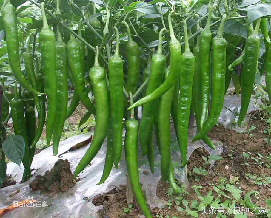 餐桌上常见的本土作物是什么,10种常见的粮食作物