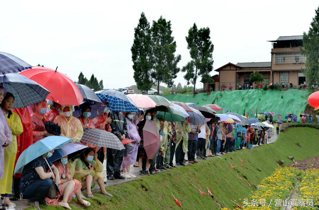 营山县老林镇众鑫泰花椒采摘,营山花椒产业园