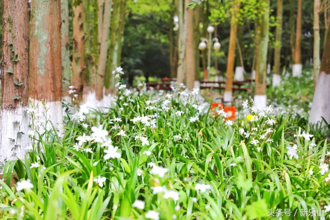 四川乐山最美的春天,乐山的春天有多美