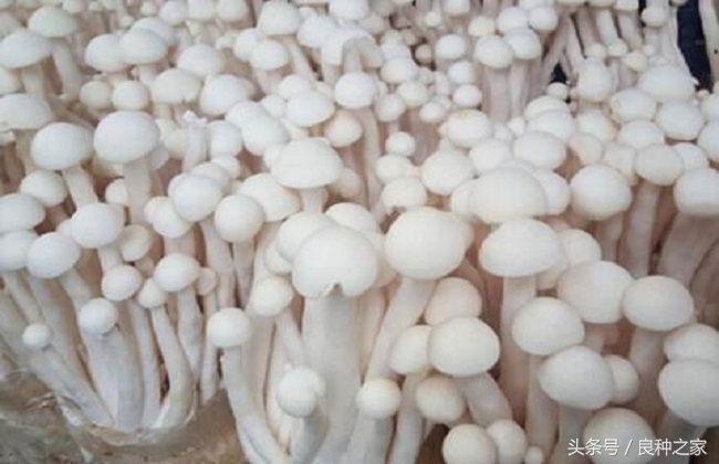 餐桌上常见的本土作物是什么,10种常见的粮食作物