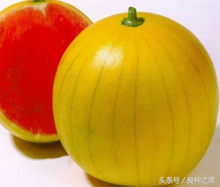 餐桌上常见的本土作物是什么,10种常见的粮食作物