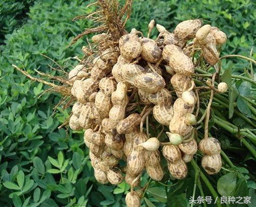 餐桌上常见的本土作物是什么,10种常见的粮食作物