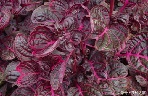 餐桌上常见的本土作物是什么,10种常见的粮食作物