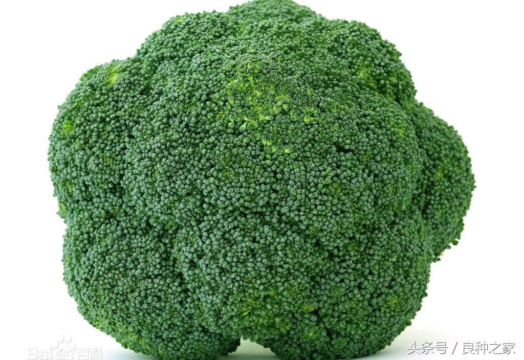 餐桌上常见的本土作物是什么,10种常见的粮食作物