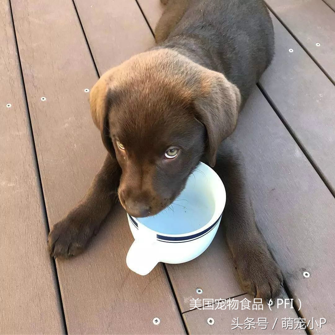 网红狗粮价格表,网红推荐的狗粮