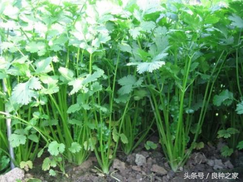 餐桌上常见的本土作物是什么,10种常见的粮食作物