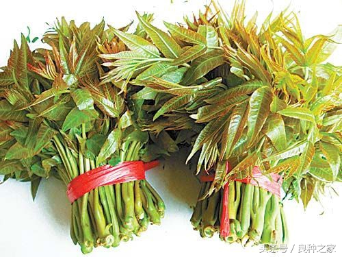 餐桌上常见的本土作物是什么,10种常见的粮食作物