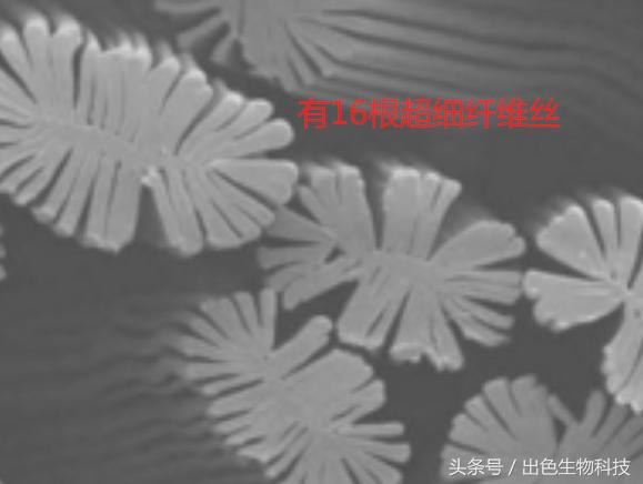 酵母活肤精华是什么牌子,活肤酵母精华