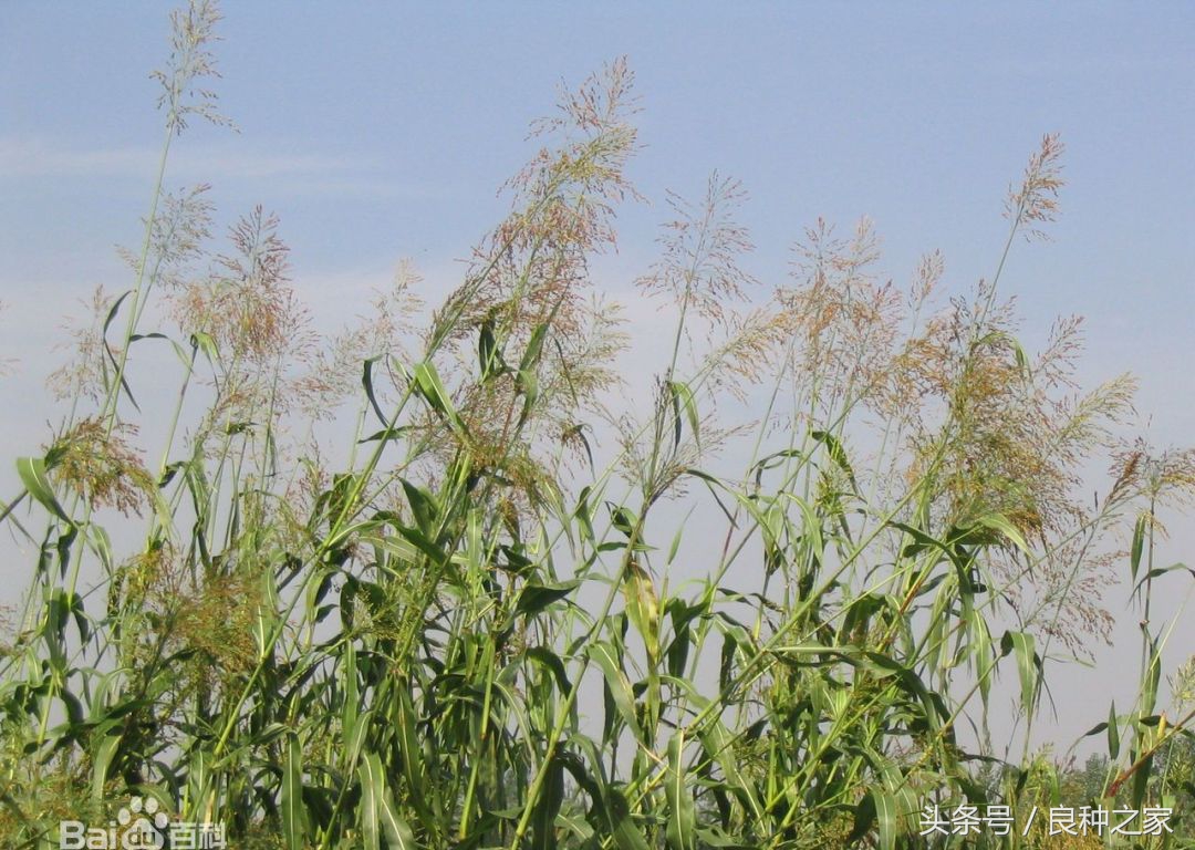 餐桌上常见的本土作物是什么,10种常见的粮食作物