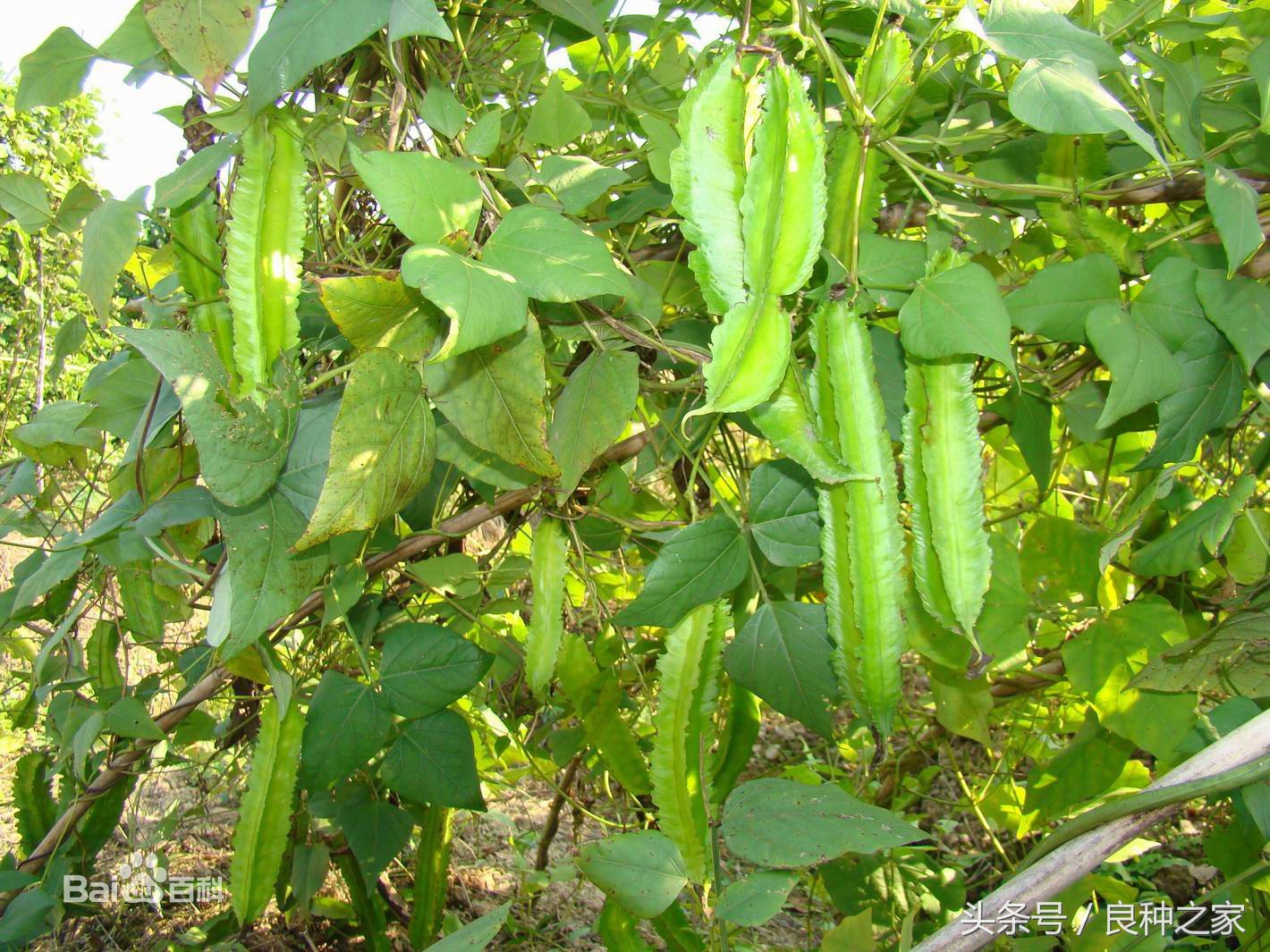 餐桌上常见的本土作物是什么,10种常见的粮食作物