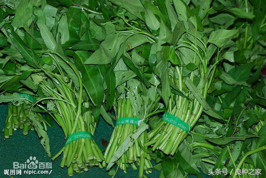 餐桌上常见的本土作物是什么,10种常见的粮食作物