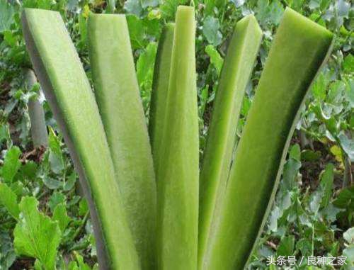 餐桌上常见的本土作物是什么,10种常见的粮食作物