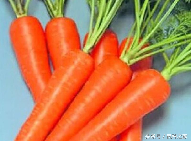 餐桌上常见的本土作物是什么,10种常见的粮食作物