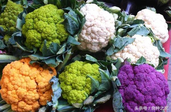 餐桌上常见的本土作物是什么,10种常见的粮食作物