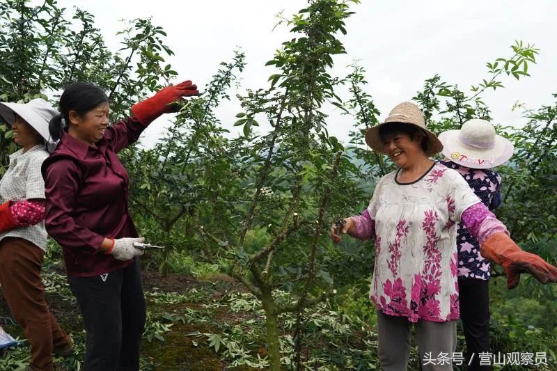 营山县老林镇众鑫泰花椒采摘,营山花椒产业园