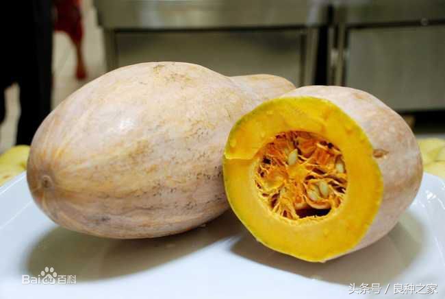 餐桌上常见的本土作物是什么,10种常见的粮食作物