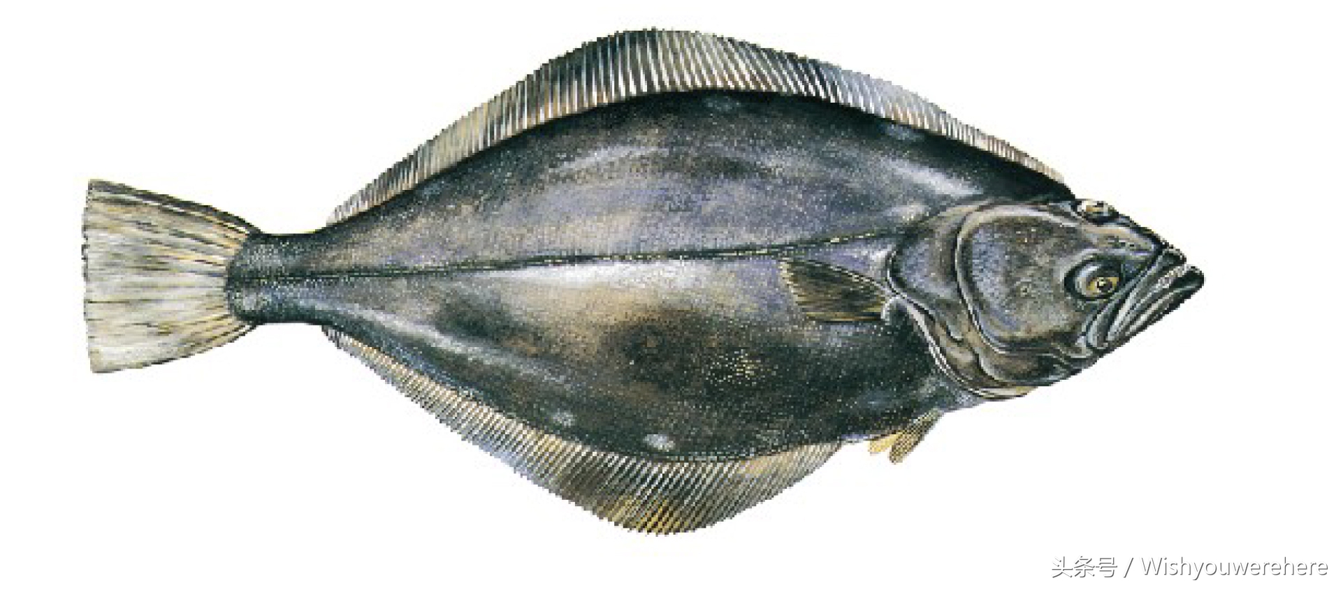 海鲜指南挪威,挪威美食海鲜大餐