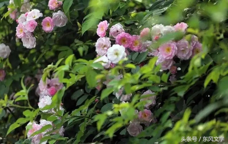 【东风文学】第294期听涛观海｜吴琰小说：春天的早晨