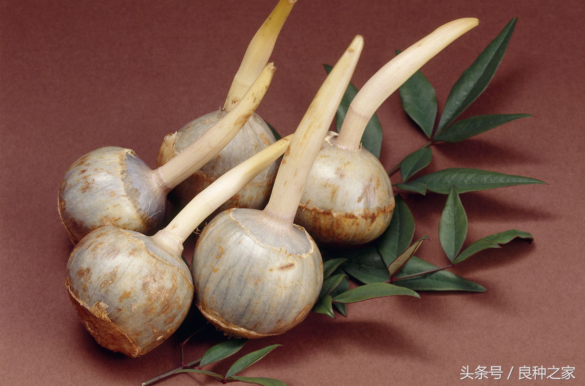 餐桌上常见的本土作物是什么,10种常见的粮食作物