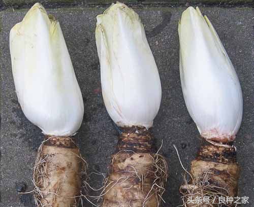 餐桌上常见的本土作物是什么,10种常见的粮食作物