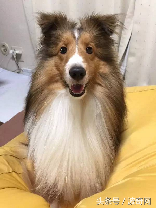 大风天要不要带娃出门,大风天带比熊出门