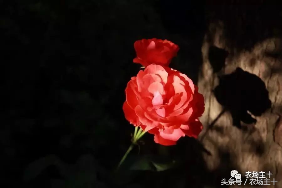 休闲农庄7大盈利模式,休闲农庄有什么前景吗