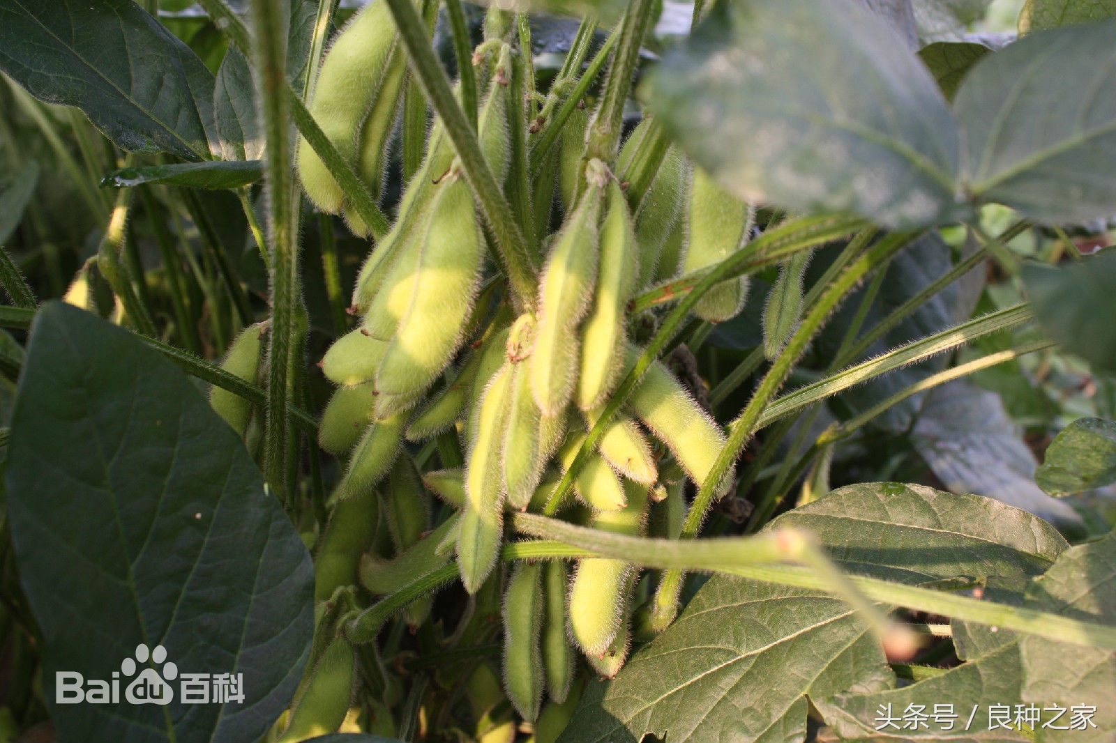 餐桌上常见的本土作物是什么,10种常见的粮食作物