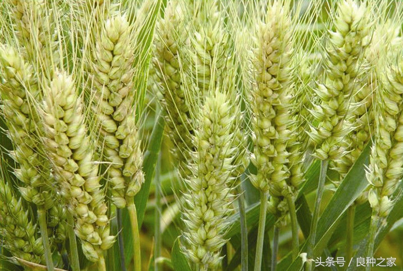 餐桌上常见的本土作物是什么,10种常见的粮食作物