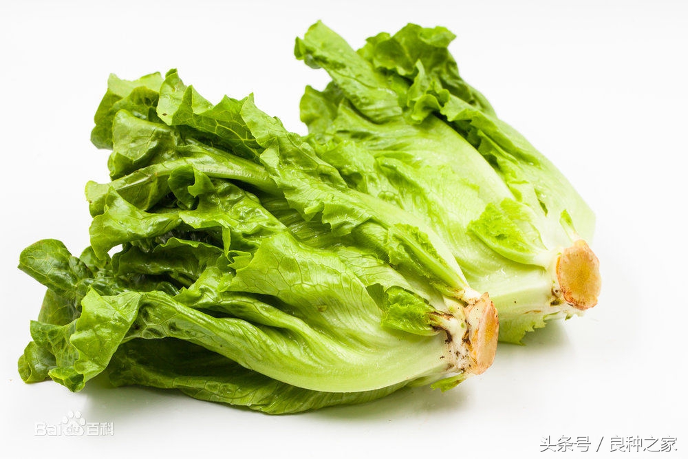 餐桌上常见的本土作物是什么,10种常见的粮食作物