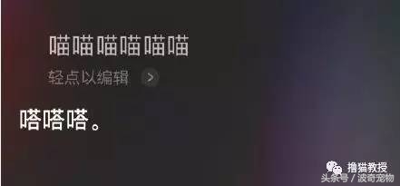 猫咪对着主人喵一声,猫咪对着主人叫但是没声音