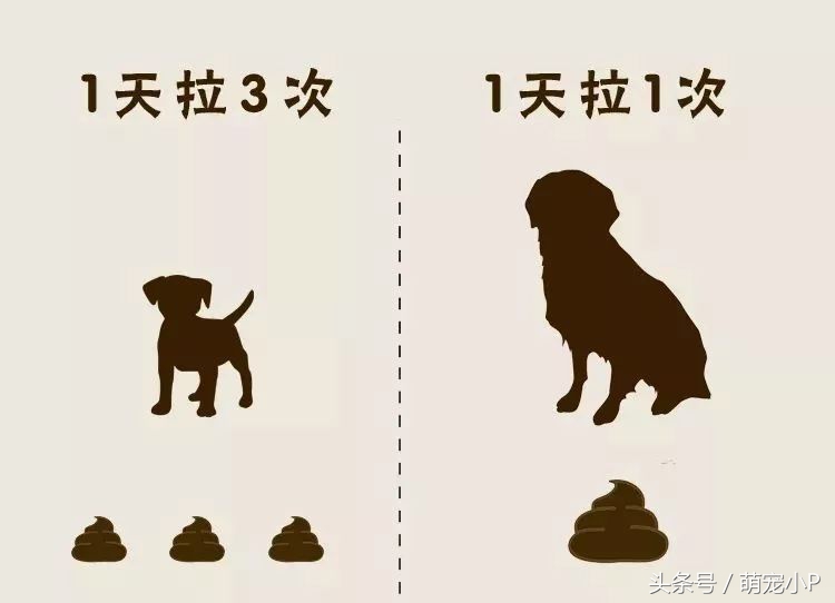 狗狗身体健康但是精神状态不好,狗狗便便健康的应该是什么颜色