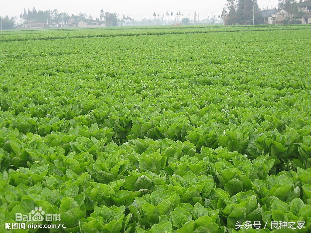 餐桌上常见的本土作物是什么,10种常见的粮食作物