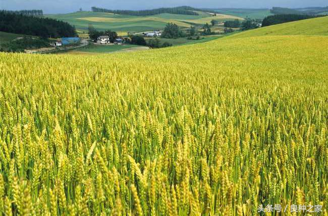 餐桌上常见的本土作物是什么,10种常见的粮食作物