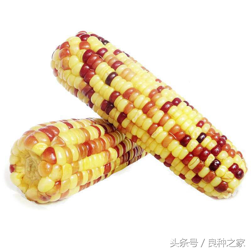 餐桌上常见的本土作物是什么,10种常见的粮食作物