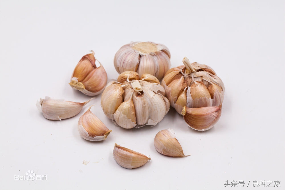 餐桌上常见的本土作物是什么,10种常见的粮食作物