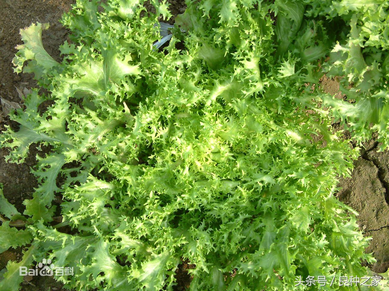 餐桌上常见的本土作物是什么,10种常见的粮食作物
