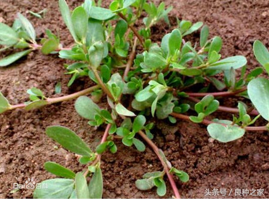 餐桌上常见的本土作物是什么,10种常见的粮食作物