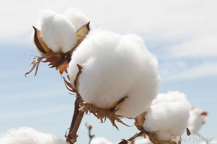 餐桌上常见的本土作物是什么,10种常见的粮食作物