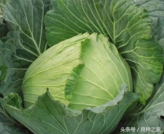 餐桌上常见的本土作物是什么,10种常见的粮食作物