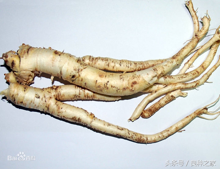 餐桌上常见的本土作物是什么,10种常见的粮食作物