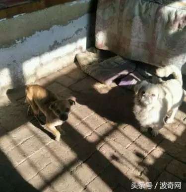 閲戞瘺绗煎瓙閲岀殑娉拌开,閲戞瘺鍜岀憻鐟熷彂鎶栫殑娉拌开