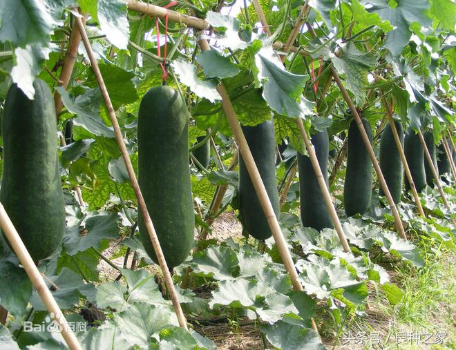 餐桌上常见的本土作物是什么,10种常见的粮食作物