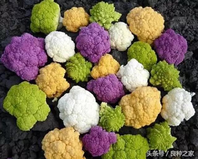 餐桌上常见的本土作物是什么,10种常见的粮食作物