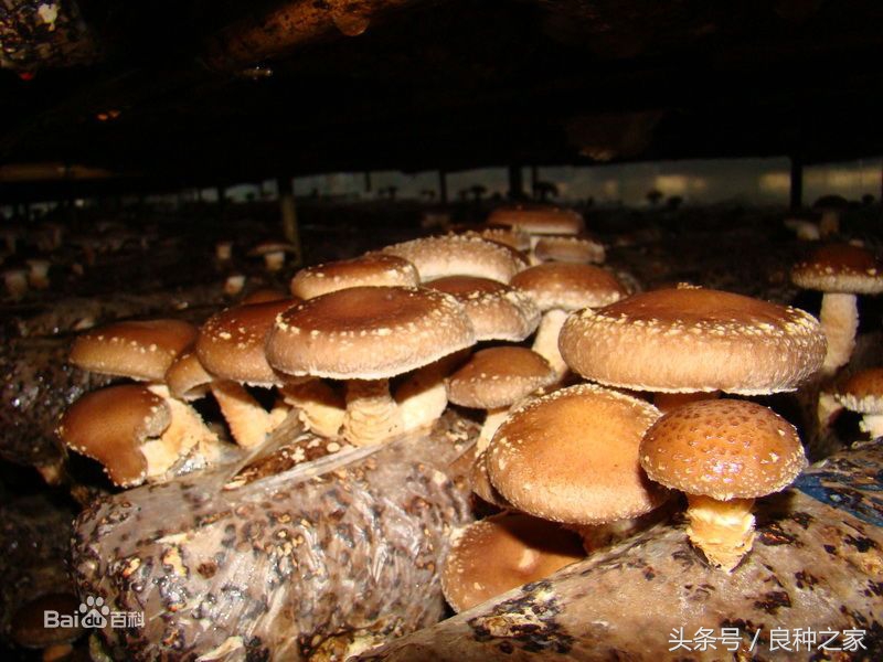 餐桌上常见的本土作物是什么,10种常见的粮食作物