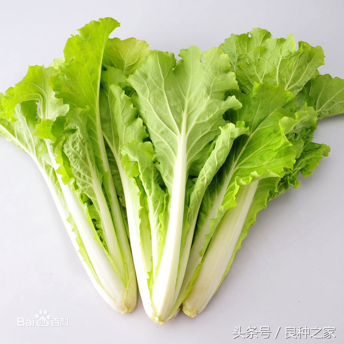 餐桌上常见的本土作物是什么,10种常见的粮食作物